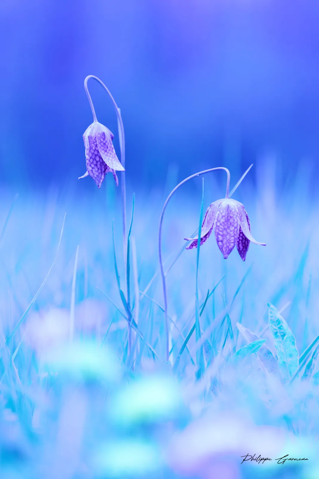 Photographie nature 4 — Numérimage 47
