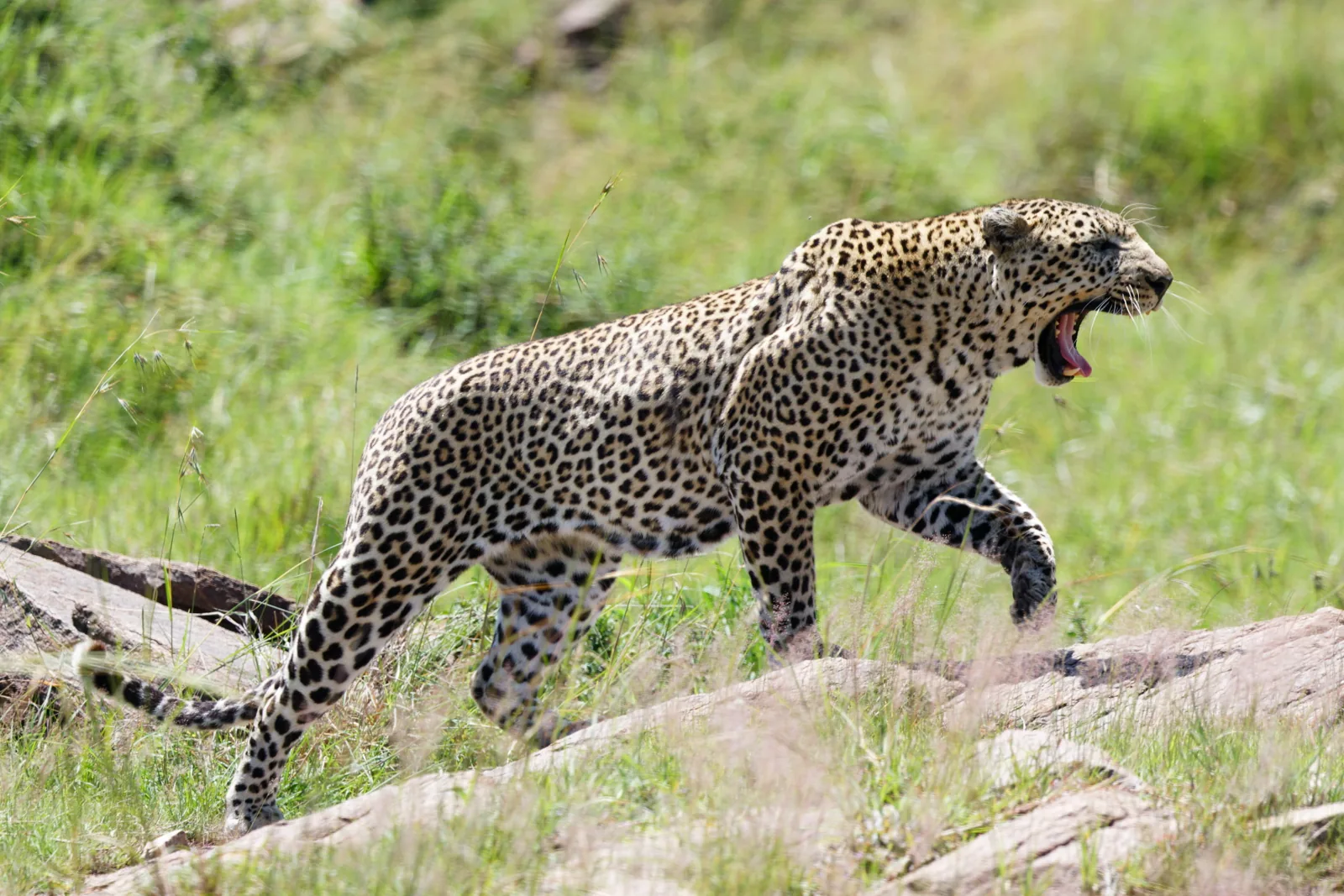 Photographie vie sauvage 4 — Numérimage 47