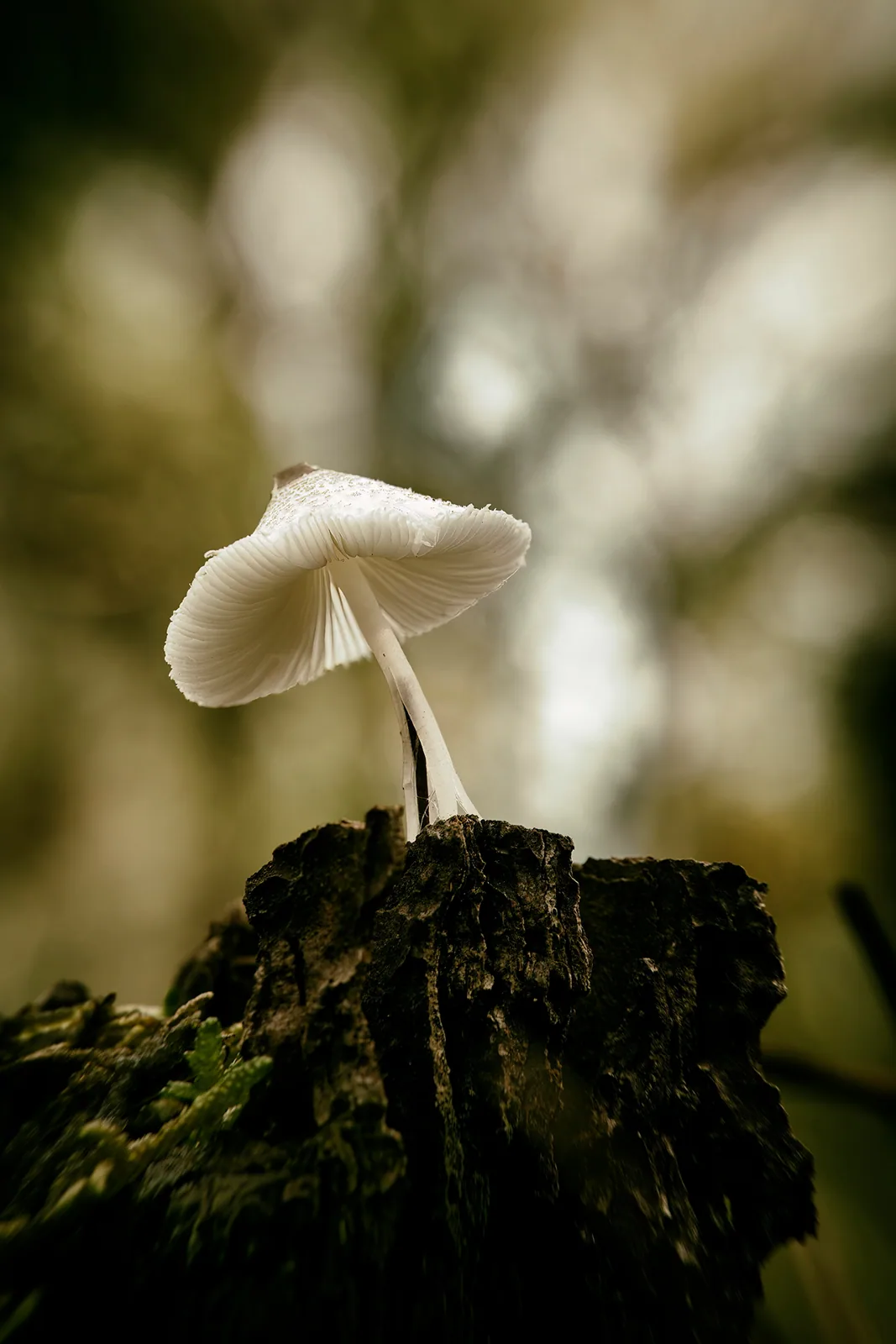 Photographie nature 11 — Numérimage 47