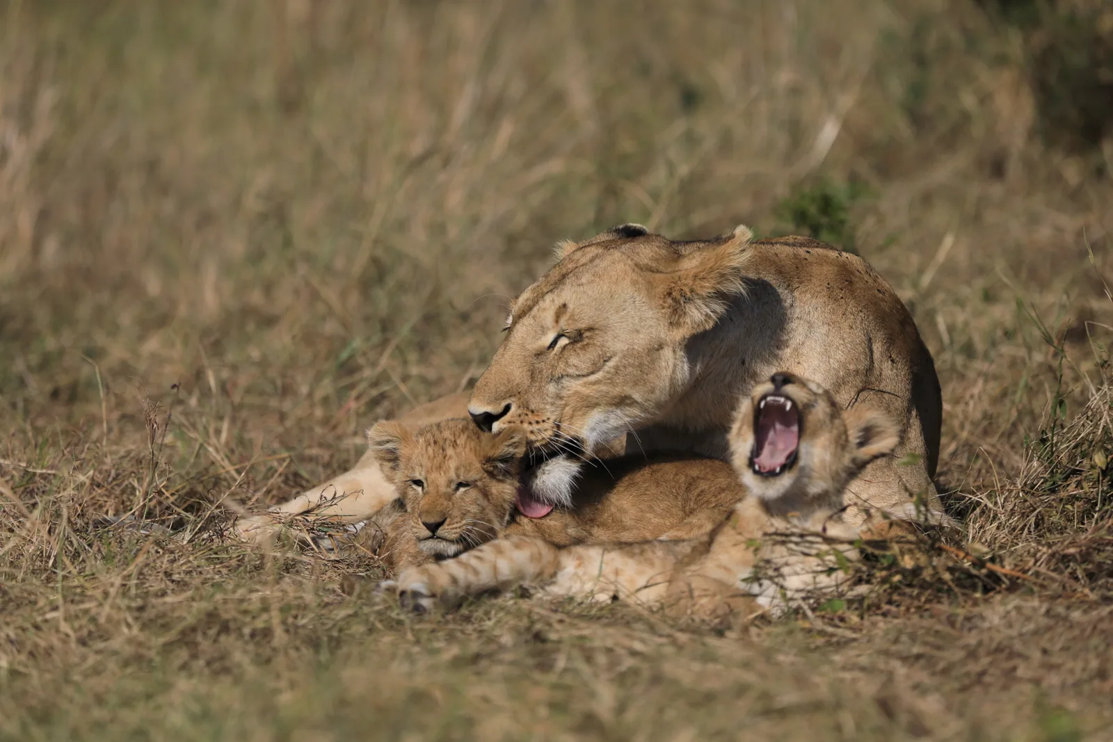Photographie vie sauvage 24 — Numérimage 47