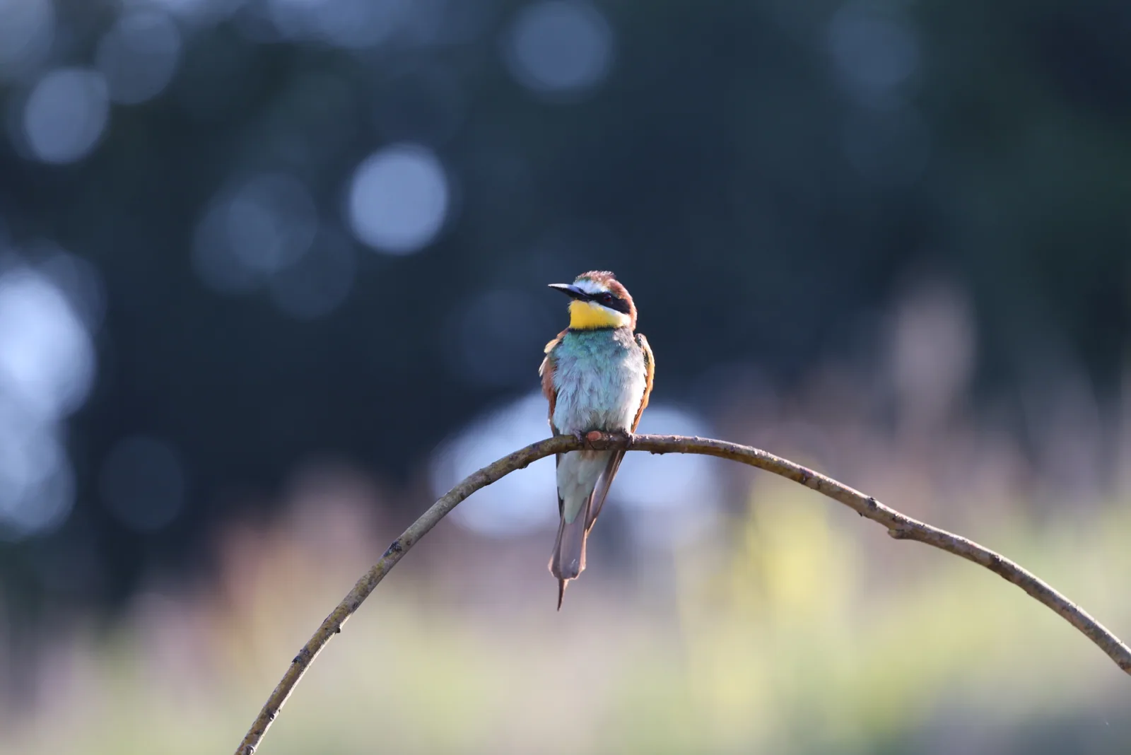Photographie vie sauvage 12 — Numérimage 47