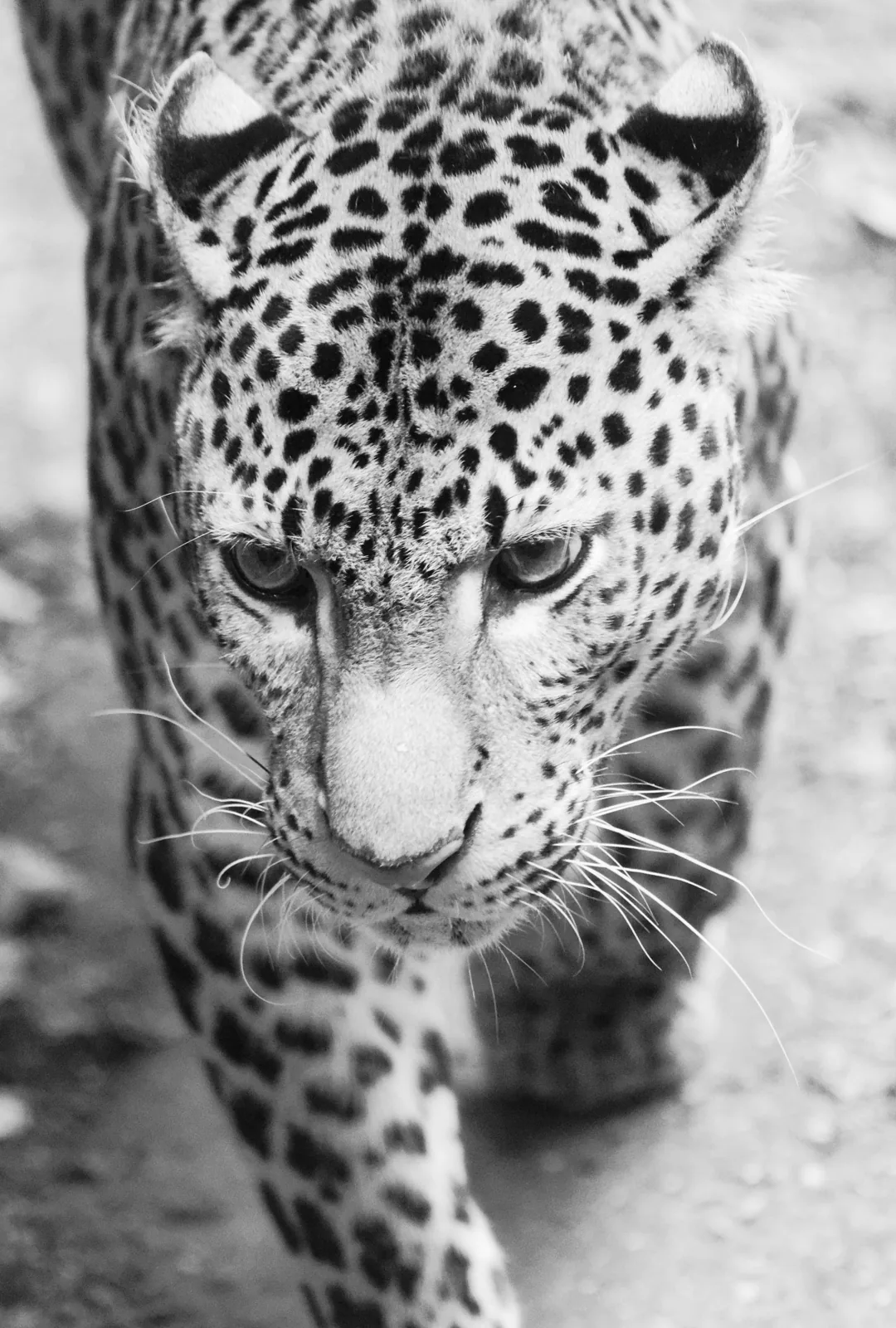 Photographie vie sauvage 26 — Numérimage 47
