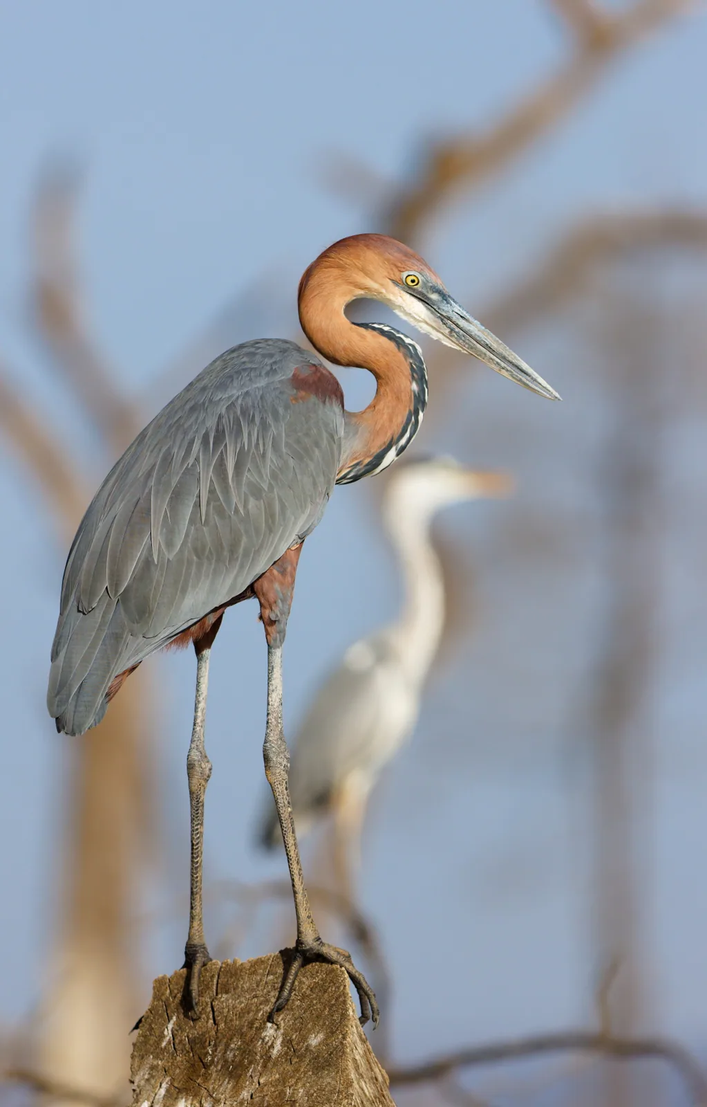 Photographie vie sauvage 2 — Numérimage 47