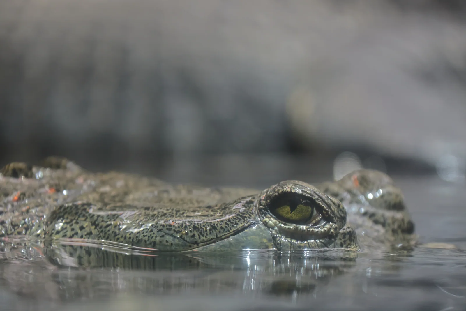 Photographie vie sauvage 8 — Numérimage 47