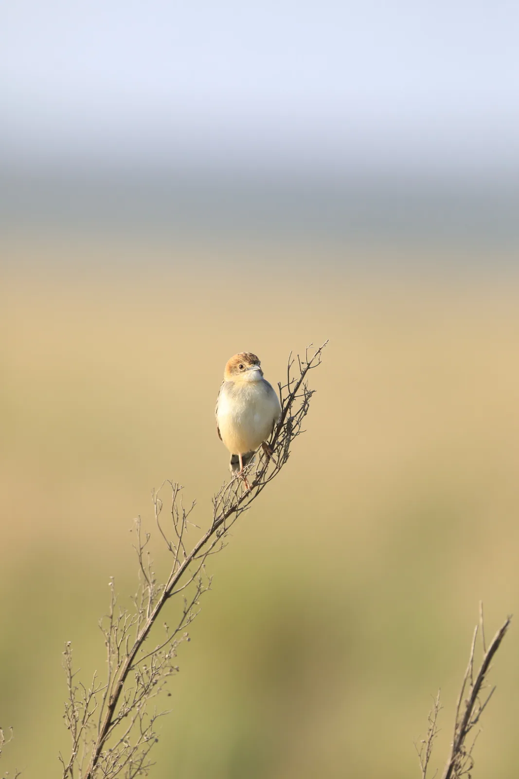 Photographie vie sauvage 19 — Numérimage 47