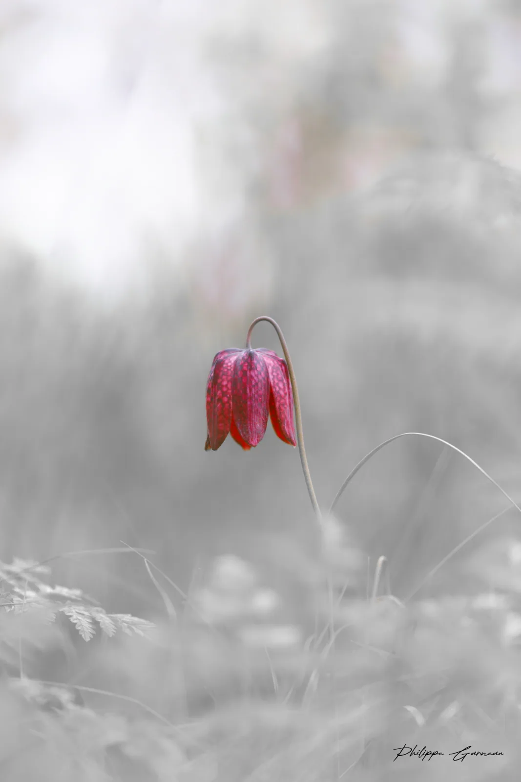 Photographie nature 5 — Numérimage 47