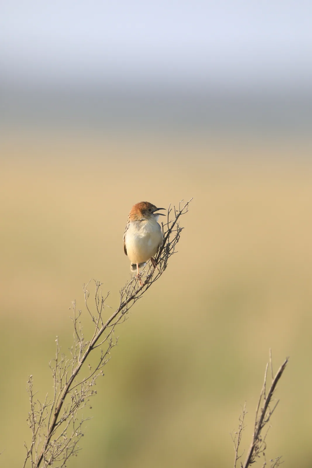 Photographie vie sauvage 18 — Numérimage 47
