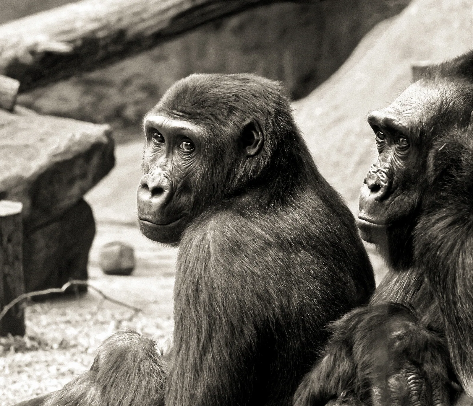 Photographie vie sauvage 28 — Numérimage 47