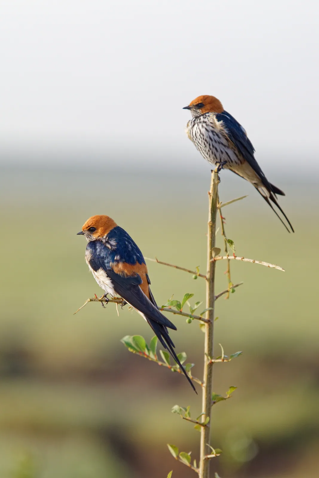Photographie vie sauvage 3 — Numérimage 47