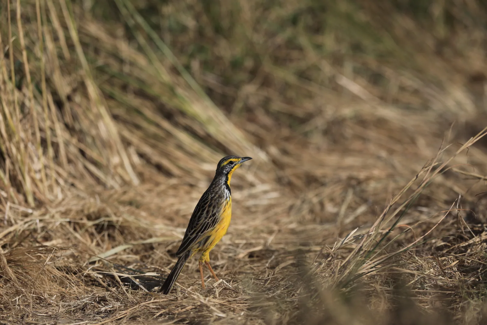 Photographie vie sauvage 25 — Numérimage 47